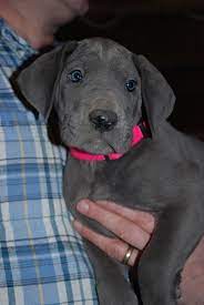 We did not find results for: Akc Blue Great Dane Christmas Puppies Ready Dec 23rd In Bryant Indiana Hoobly Classifieds Great Dane Dogs Dane Puppies Great Dane