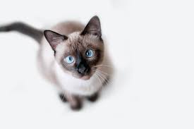 Siamese cats are popular for those wanting a pedigreed cat. Siamese Cat Great Pet Care