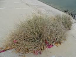 Image result for Sporobolus spicatus