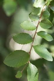 Image result for Ulmaceae