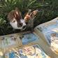 Book & Bunny: A Farmside Story Time for event image