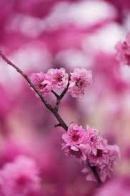 Over 40,000+ cool wallpapers to choose from. Beautiful Flowers Images 100 000 Free Photos Pexels