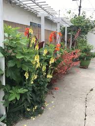 There are a number of varieties that are florida friendly and require a low number of chill hours. Growing A Little Fruit Tree Multigrafted Peach Nectarine Hanbury House