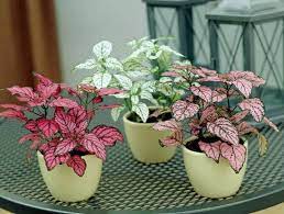 30 items in this article 9 items on sale! 10 Cute Small Indoor Plants Small Houseplants Balcony Garden Web