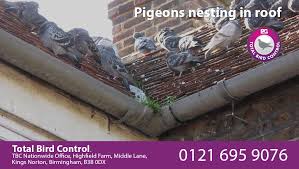 Chester was the first zoo in the uk to successfully breed asian elephants in captivity. Should You Be Worried About Nesting Pigeons