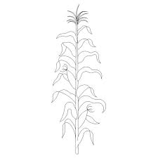 Affordable and search from millions of royalty free images, photos and vectors. Corn Stalk L03506 Corn Tattoo Small Corn Tattoo Ideas Corn Stalk