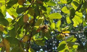 Image result for Macphersonia