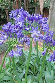 Agapanthus Praecox Large Blue Large Blue Lily Of The Nile Buy Seeds At Rarepalmseeds Com