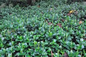 Image result for Peperomia fernandopoiana