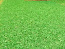 Carulang atau jampang adalah sebutan rumput belulang di daerah sunda dan suket lulangan untuk jawa. Taman Minimalis Taman Minimalis Rumput Jepang