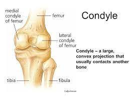 Condyles Are Rounded Articular Projections That Help Form Joints System Skeletal System Joint