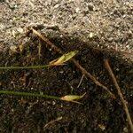 Image result for Abildgaardia ovata