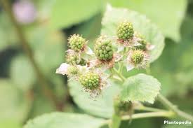 Remove the first flower spike and additional spikes form quickly. Growing Blackberry Bushes Planting Harvesting Hoe To Care Plantopedia