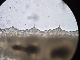 Check spelling or type a new query. Worms In Strawberry Field Soils No Threat To Plants Strawberries And Caneberries Anr Blogs
