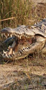 Pin Von Gulsun Asal Auf Wonderful Nature Krokodil Afrika Tiere Coole Tiere