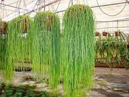 Image result for Rhipsalis baccifera