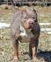 Blue Nose Pitbull Puppies for sale | Blue Pitbull | Red ...
