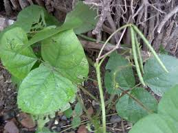 Image result for Vigna