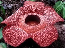 Rafflesia Facts Rafflesia The World S Largest Bloom