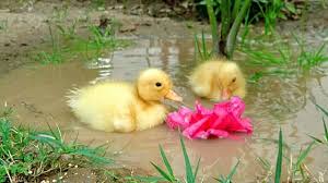 Download 588 bath ducks stock illustrations, vectors & clipart for free or amazingly low rates! Ducklings Taking A Bath Youtube