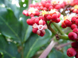 Image result for Leea