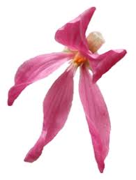 Image result for Pelargonium luridum