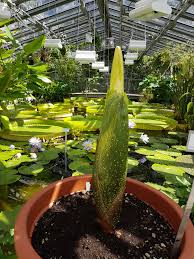 Titanenwurz in bonn, 2003 bild: Titanenwurz War In Blute 7 9 Juli 2018 Amorphophallus Titanum Grosste Stinke Blume Der Welt Aus Indonesien Bgbm