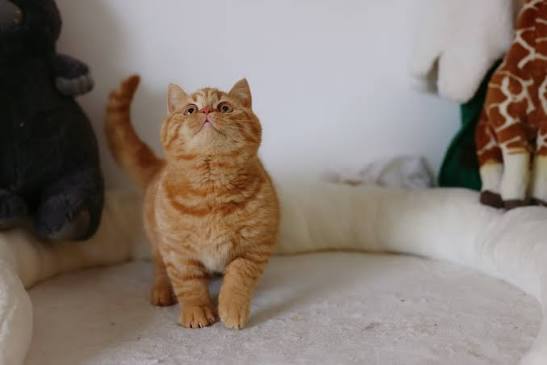 Let's Talk About Those “Tabby Marks” on Red & Cream British Shorthairs 🐾 I  often get asked by new kitten parents: “Why does my cream British Shorthair  have faint stripes? Is she