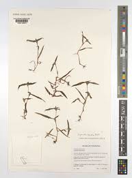 Image result for Cyanotis lanata