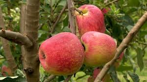 Mudas Frutíferas (Nativas e Exóticas) - Frutabella