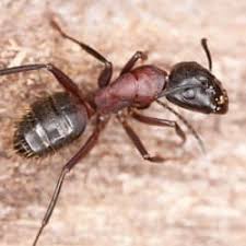 All about kitchen cabinet design and decorating ideas. When Should You Be Worried About Carpenter Ants