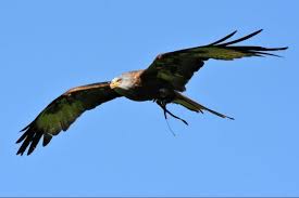 Hier findest du ein ausmalbild zum thema vogel kostenlos zum downloaden in verschiedenen auflösungen. Rotmilan Unser Rostroter Greifvogel Naturschutzgebiete Org