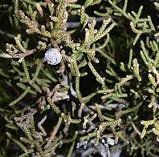 Image result for Aster milanjianus