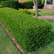 10 best small evergreen shrubs. 10 X Buxus Sempervirens Common Box Bushy Evergreen Hedging Plant In Pot Ebay