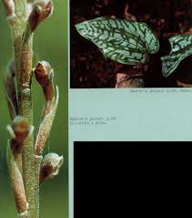 Image result for Manniella