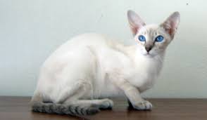 Oriental Siamese Lynx Point Cats Lynx Point Kittens Oriental Shorthair Cats Siamese Cats Facts Oriental Shorthair