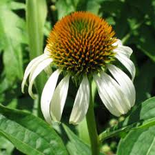 Strelitzia reginae is the botanical name of the bird of paradise or crane flower. Botanical Latin Basics