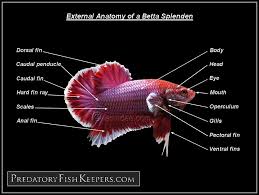 Betta Photos Page 710 Betta Betta Fish Types Betta Fish