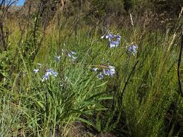 Image result for Agapanthus campanulatus