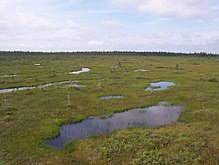 Wetlands are areas where water covers the soil, or is present either at or near the surface of the soil all year or for varying periods of time during the year, including during the growing season. Wetland Wikipedia