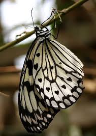 Black And White Butterfly Spiritual Meaning Noch Mehr Tolle Bilder Diy S Scrapbookingideen Und Findet Ihr Bei Www Scrapmemories De Ich Freu Mi Beautiful Butterflies White Butterfly Heart In Nature