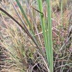 Image result for Dierama cupuliflorum