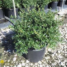 If pollinated, the inconspicuous flowers in spring give way to clusters of. Ilex Crenata Green Lustre Japanese Holly From Home Nursery