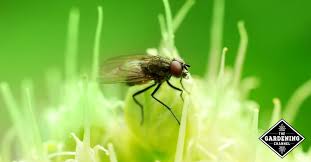 Maybe you would like to learn more about one of these? How To Fight Onion Flies Gardening Channel