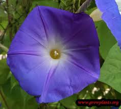 Image result for Ipomoea trinervia