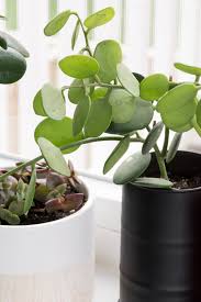 Check spelling or type a new query. Silver Dollar Succulent How To Care For And Propagate It