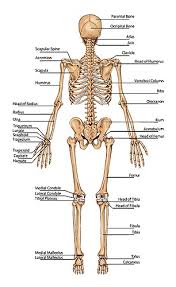 Anatomical names especially the basle nomina anatomica (bna). Full Skeleton Chart With Names Posterior Back View John The Bodyman