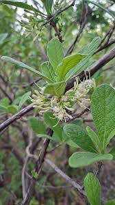 Image result for Eriosema pauciflorum
