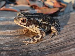 Image result for Toddaliopsis