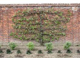 Check spelling or type a new query. Espalier Fruit Trees More Fruit In Less Space Gardensall